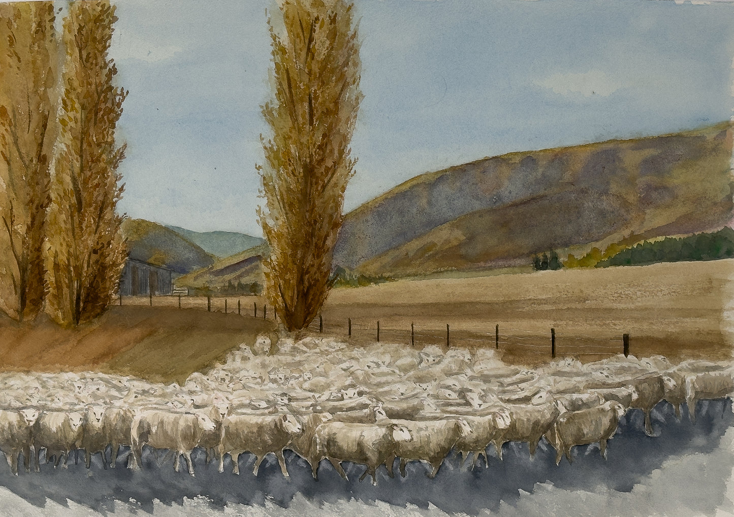 Central Otago flock