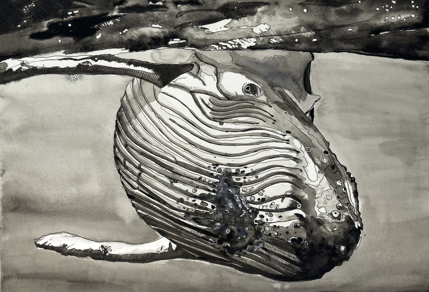 Humpback Whale